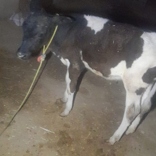 این گاو وگوساله به فروش میرسد