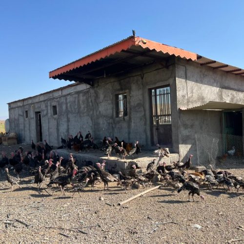فروش فوری: زمین ۸۰۰ متری با سالن پرورش دام و طیور و اتاقک خدماتی