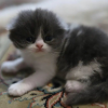 گربه اسکاتیش