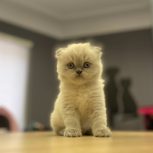 آموزش اصلاح حیوانات