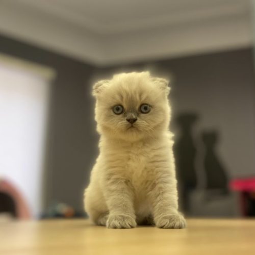 آموزش اصلاح حیوانات