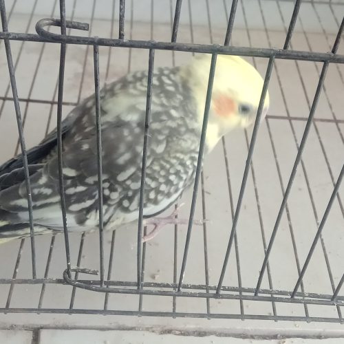 عروس هلندی دستی