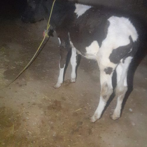 این گاو وگوساله به فروش میرسد