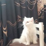 گربه پرشین فلت ماده
