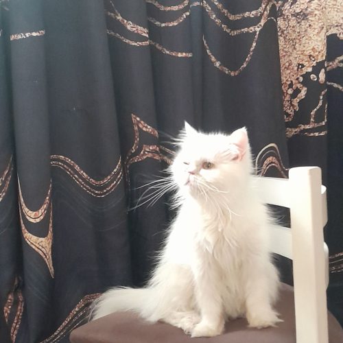 گربه پرشین فلت ماده