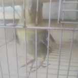 دو عدد عروس هلندی نر