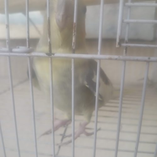 دو عدد عروس هلندی نر