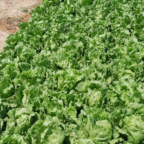 سلام دوستان عزیز کاهو سلادی صادراتی دارم کسیخات تماس بگیرید