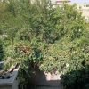 اجاره خانه ویلایی