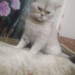 گربه پرشین