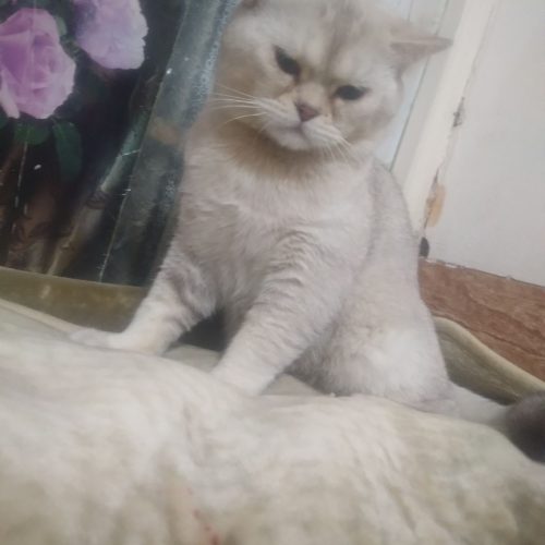 گربه پرشین