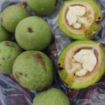 گردو سبز مغز سفید خوش طعم و چرب