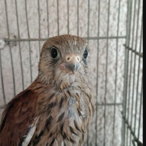 جوجه شا‌..هین دستی رام شده