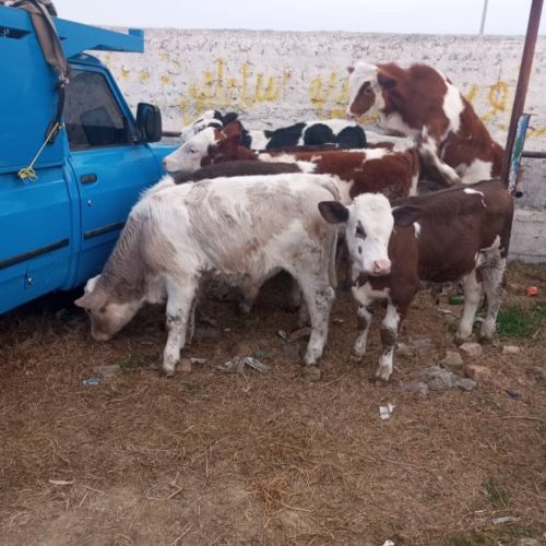 فروش انواع گوساله های نروماده پرواری وداشتی