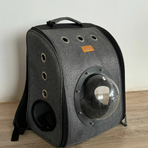 گربه اسکاتیش