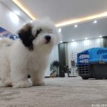 فروش شیتزو فلت