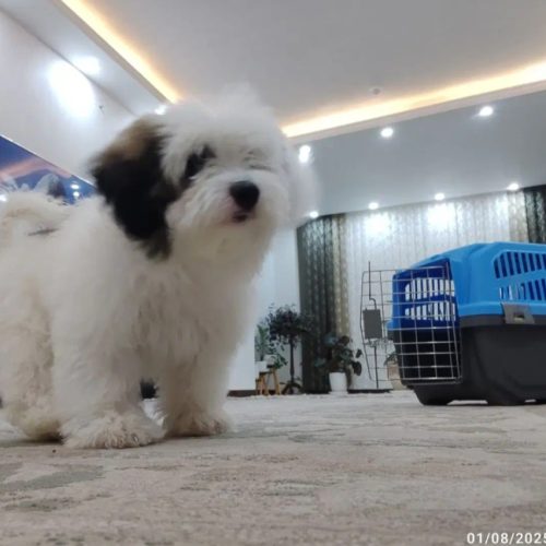 فروش شیتزو فلت