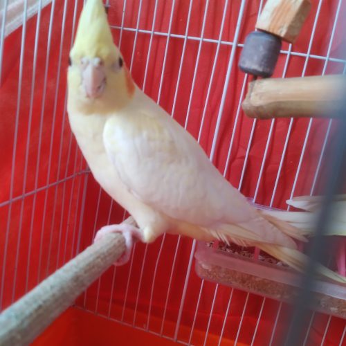 طوطی عروس لوتینو سخنگو نیمه دستی