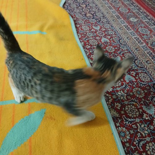 واگذاری
