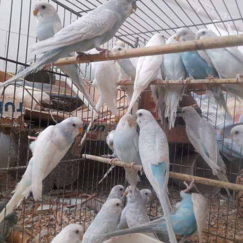 تعدادی مرغ عشق وعروس هلندی