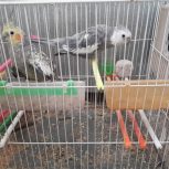 2جفت عروس هلندی بالغ