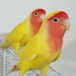 فروش یک جفت طوطی برزیلی