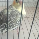 عروس هلندی دستی