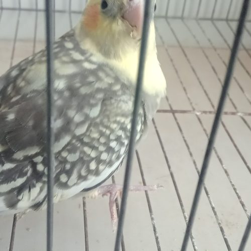 عروس هلندی دستی