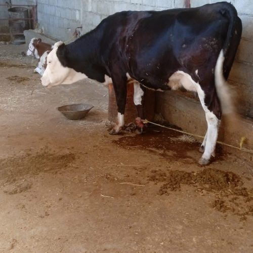 فروش گاو سیمینتال اصل