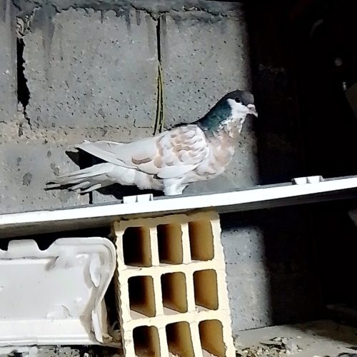 کفترشهری پرگل