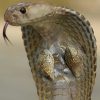 مهره مار اصل