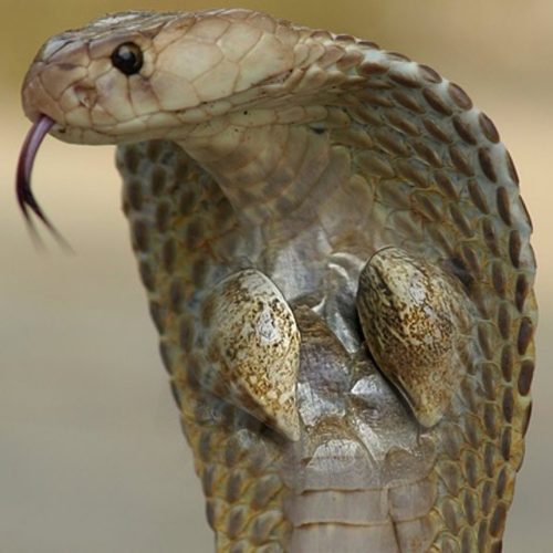مهره مار اصل