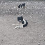 دوقلاده توله قدرجونی