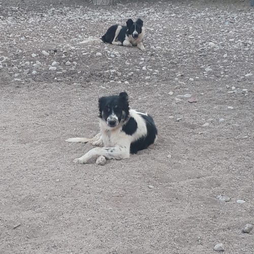 دوقلاده توله قدرجونی