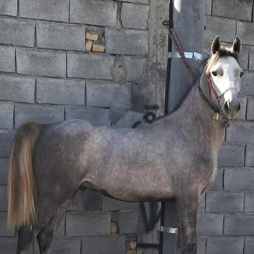 فروش یا معاوضه نریون عرب شجره دار