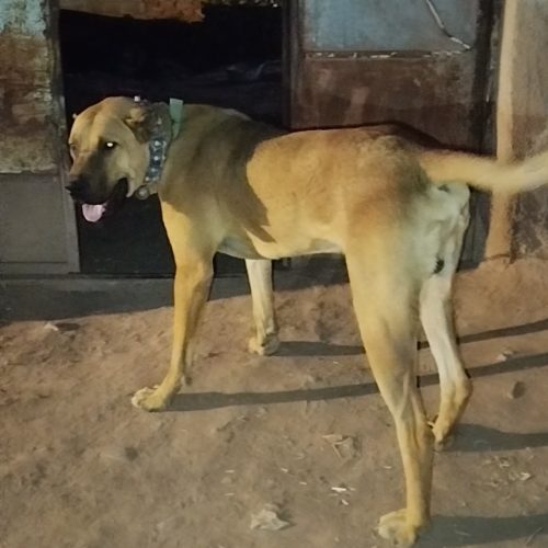 سگ نگهبان نژاد خراسانی