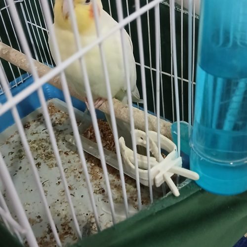 عروس هلندی نر