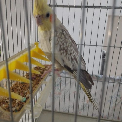 فروش عروس هلندی