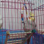 دو عروس هلندی نر ماده*