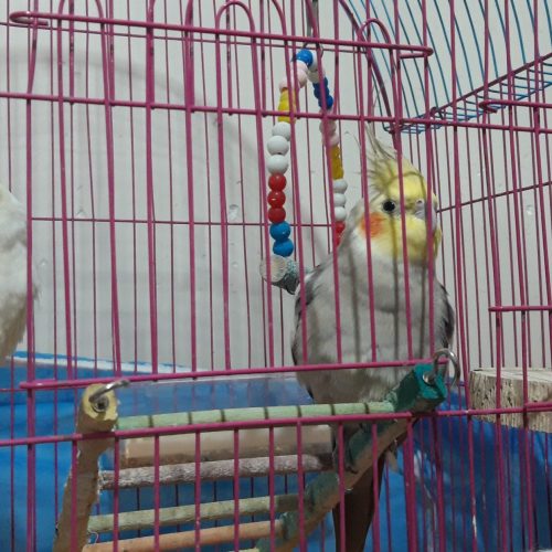 دو عروس هلندی نر ماده*