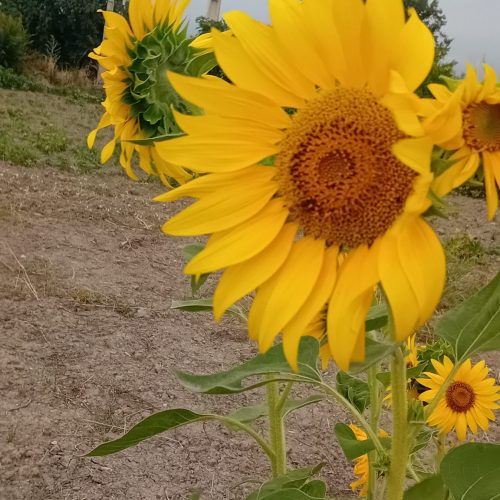 زمین 300 متری در کلاجان سادات