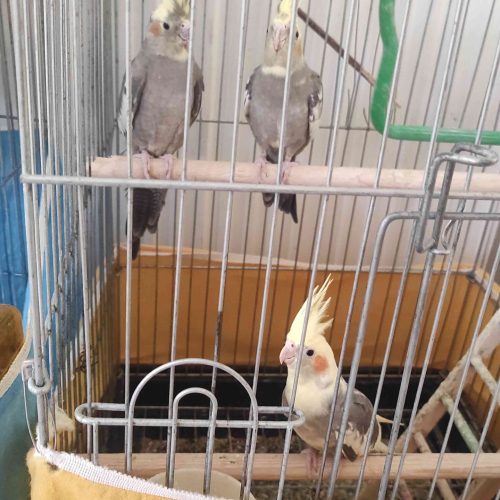 عروس هلندی فقط 480