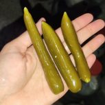 خیارشور