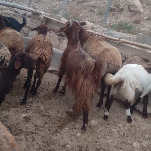 بز پاکستانی