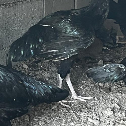 خروس محلی سیاه