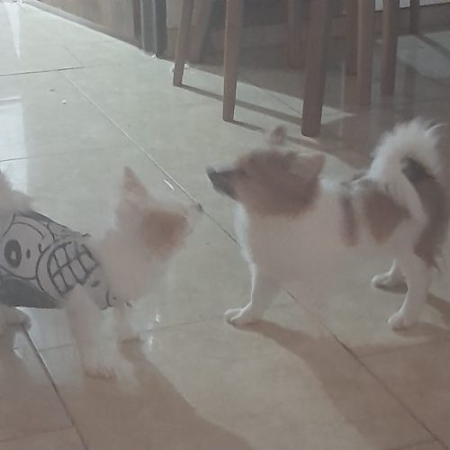 توله سگ های پارامین 2 ماهه