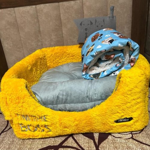 سگ پامر 1سال و نیم