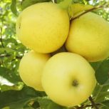 به چند نفر کارگر ساده جهت سیب چینی نیاز منیدیم