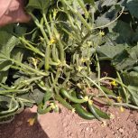 خیار خیارشوری درجه یک ، کیلویی 70