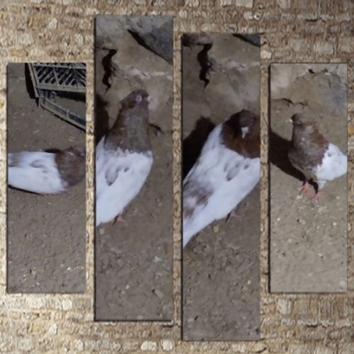 پرنده فروشی توافقی معاوضه هم میکنم نوک سیاه سیاه رنگ کاکلی